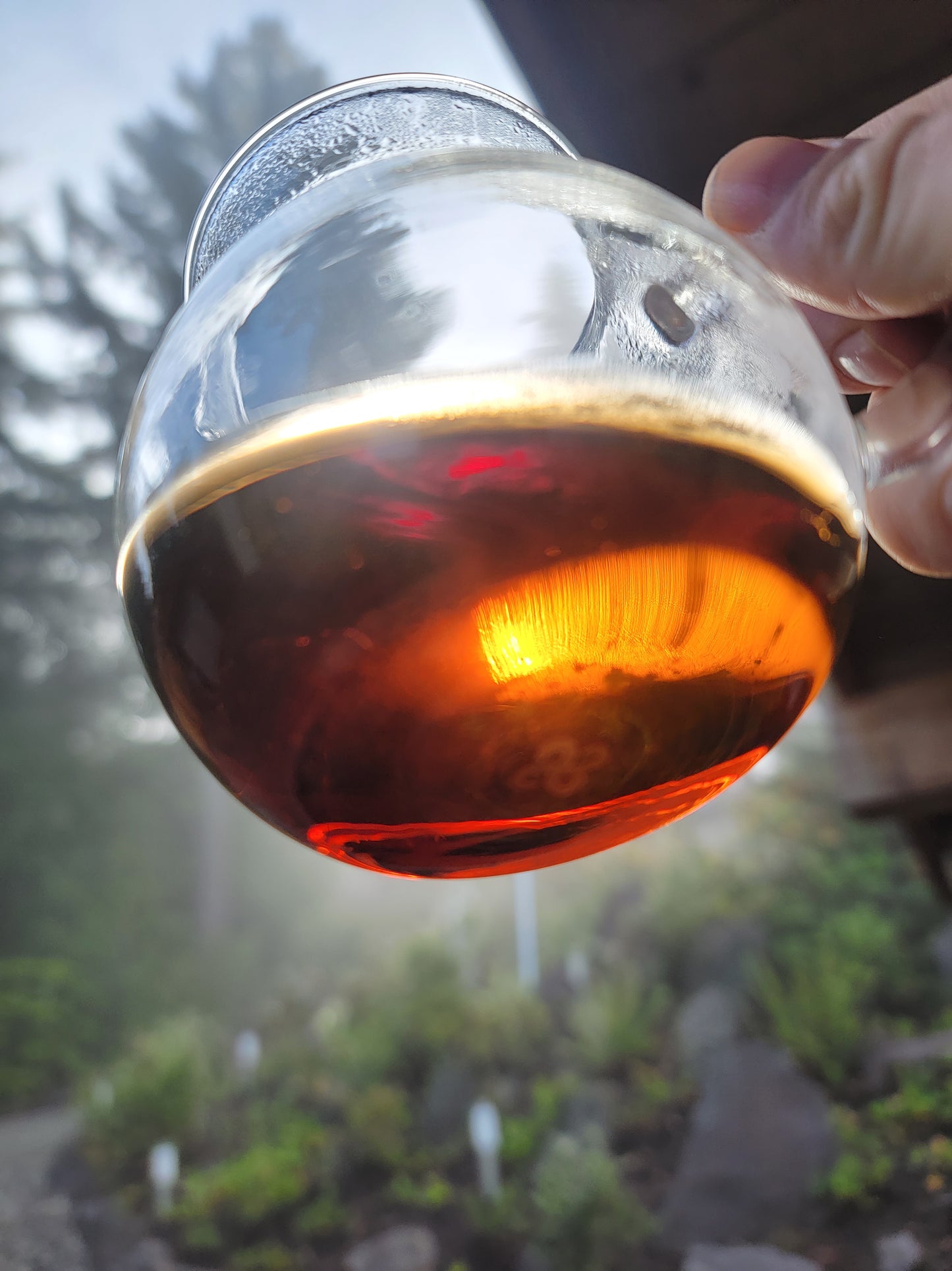 Matthew's Medicine - 1970s Wild Tree Taiwan Dry Aged Loose Leaf Sheng Puerh