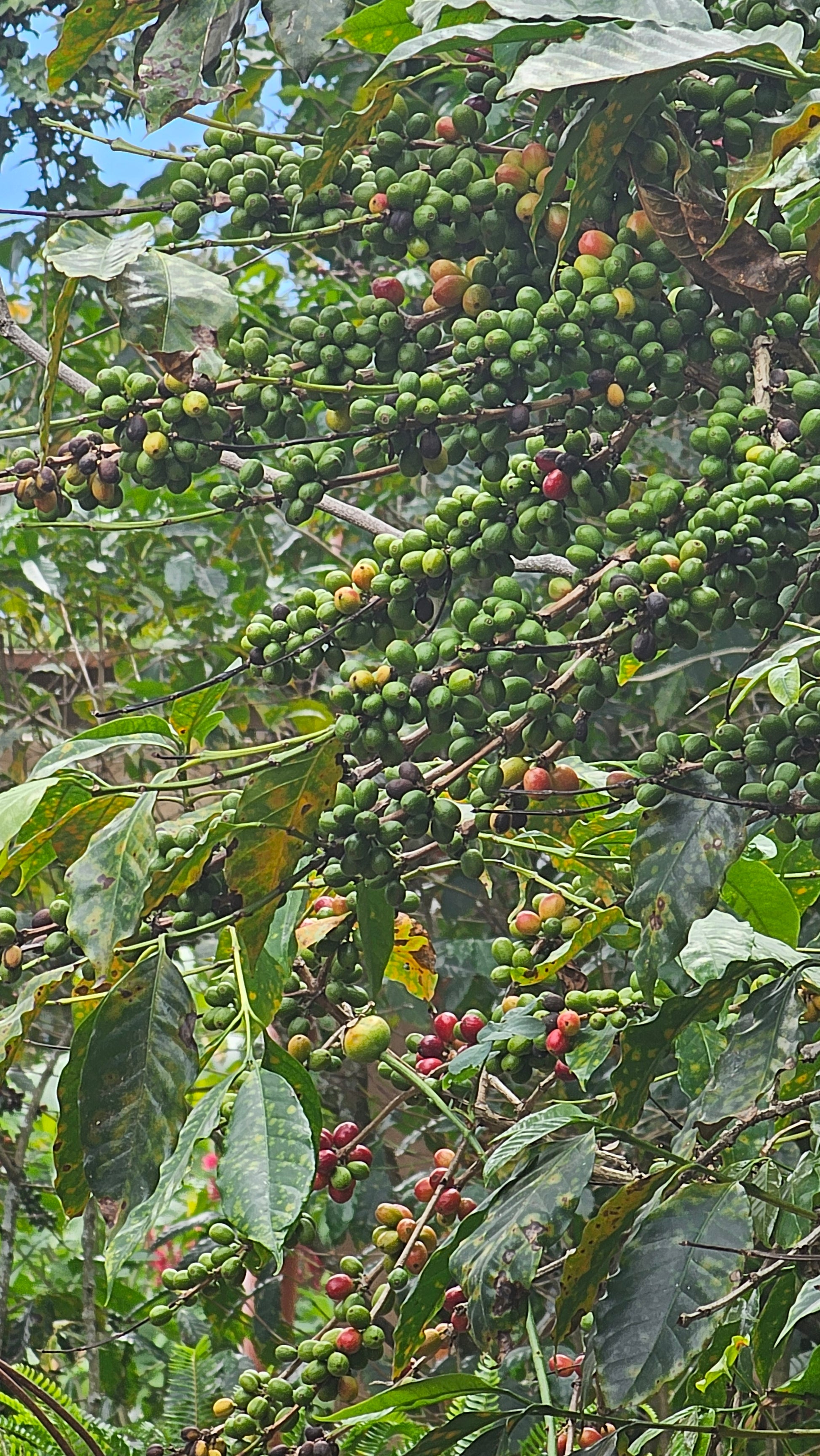 This single origin Guatemalan coffee is rooted in volcanic soil and biodynamic farming. Expect balanced acidity, chocolate depth, and mountain clarity.