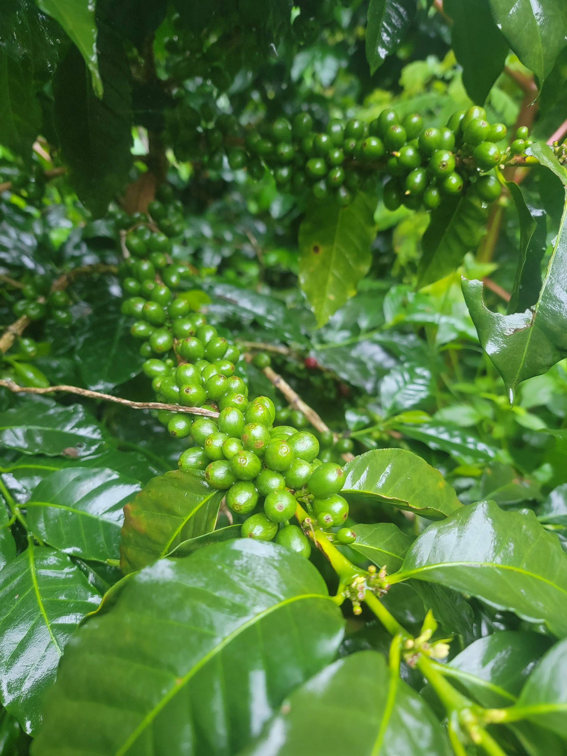 Hand-harvested coffee from biodynamic volcanic Guatemalan hillside farm