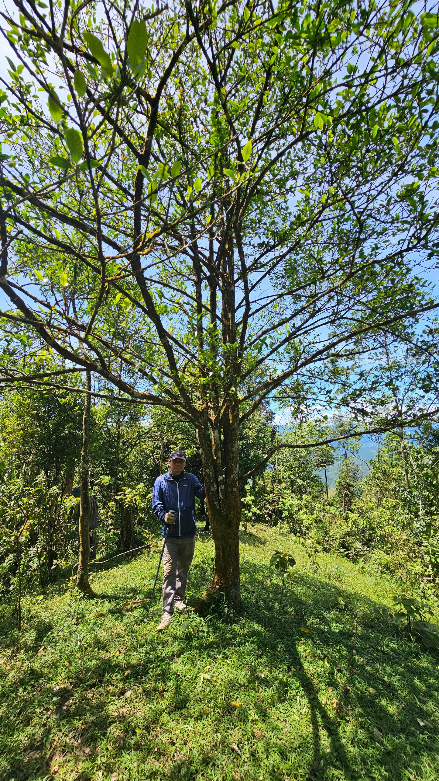 "Pure Medicine" - 2025 Ancient Tree (Newly Accessed Forest) Sheng Vietnam