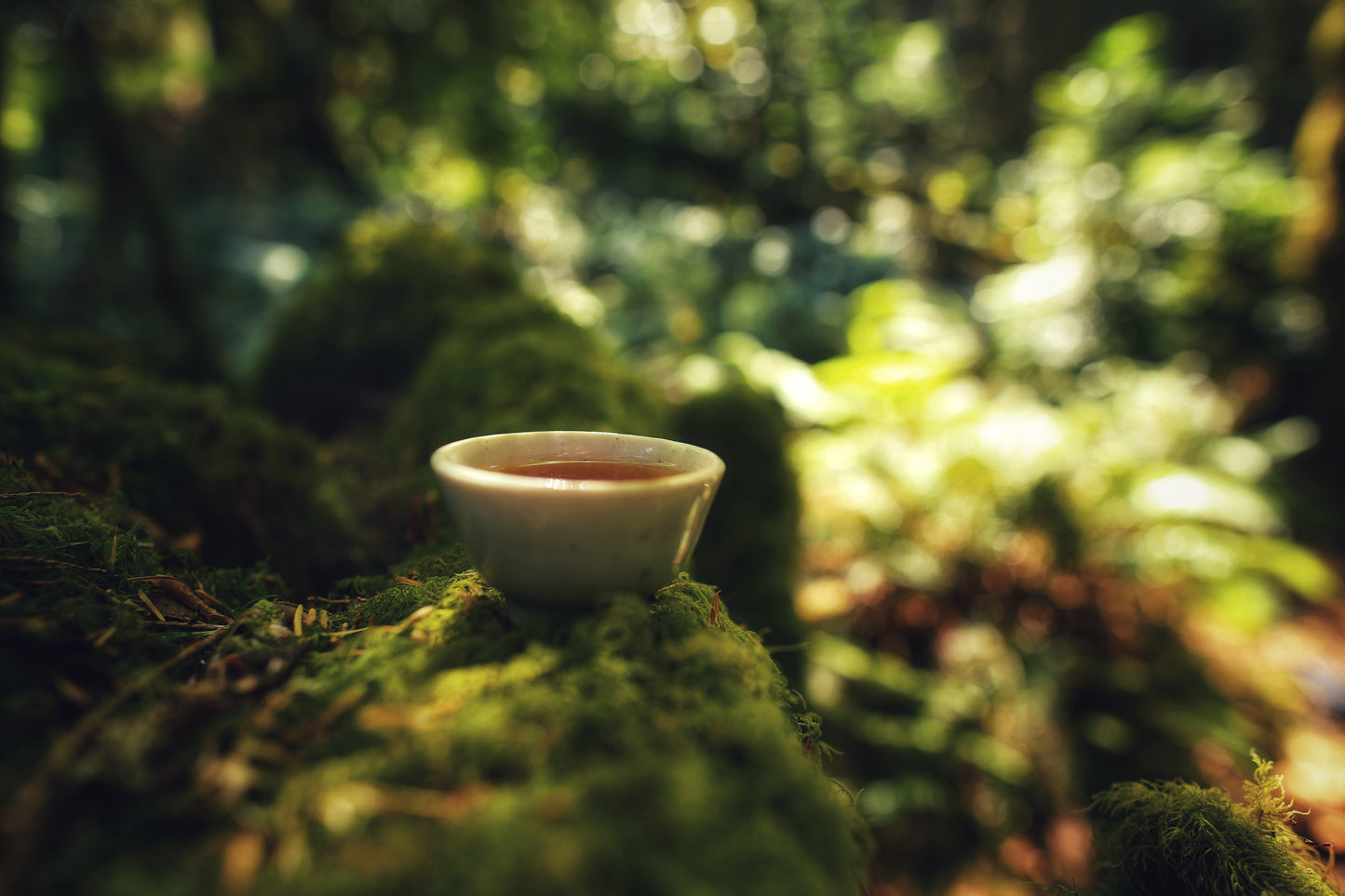 "Wild Mountain Red" 2025 Ancient Tree Red Tea (Newly Accessed Forest) - Vietnam