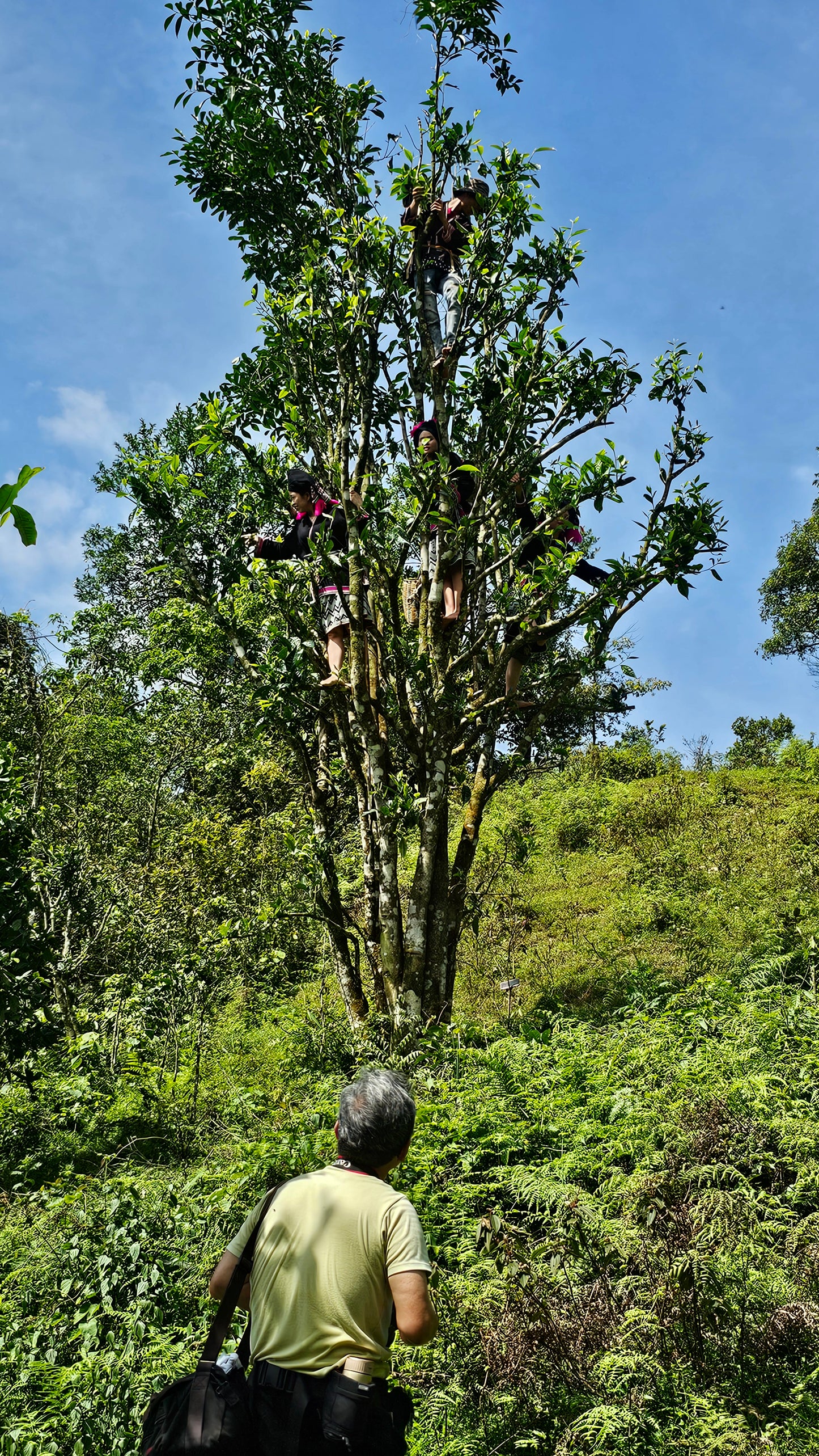 "Pure Medicine" - 2025 Ancient Tree (Newly Accessed Forest) Sheng Vietnam