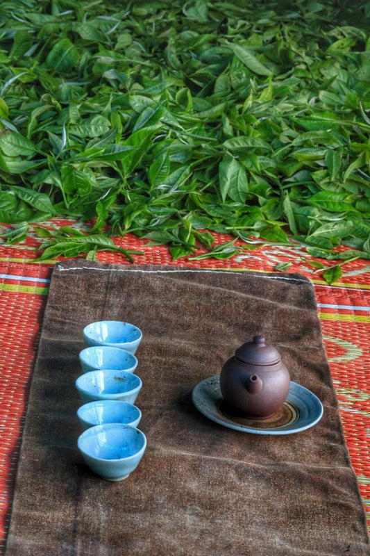 "Pure Medicine" - 2025 Ancient Tree (Newly Accessed Forest) Sheng Vietnam