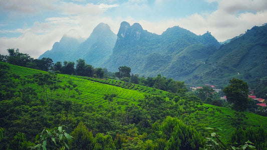 Special Order Organic Green Tea Small Farm Project N. Vietnam May/June 2025
